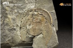Declivolithus sp. – trilobite