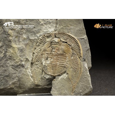 Declivolithus sp. – trilobite
