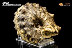 Ammonite Paramammites