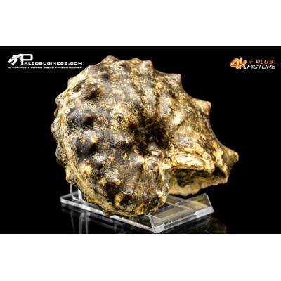 Ammonite Paramammites