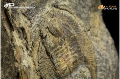 Declivolithus sp. – Trilobite