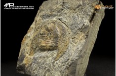 Declivolithus sp. – Trilobite