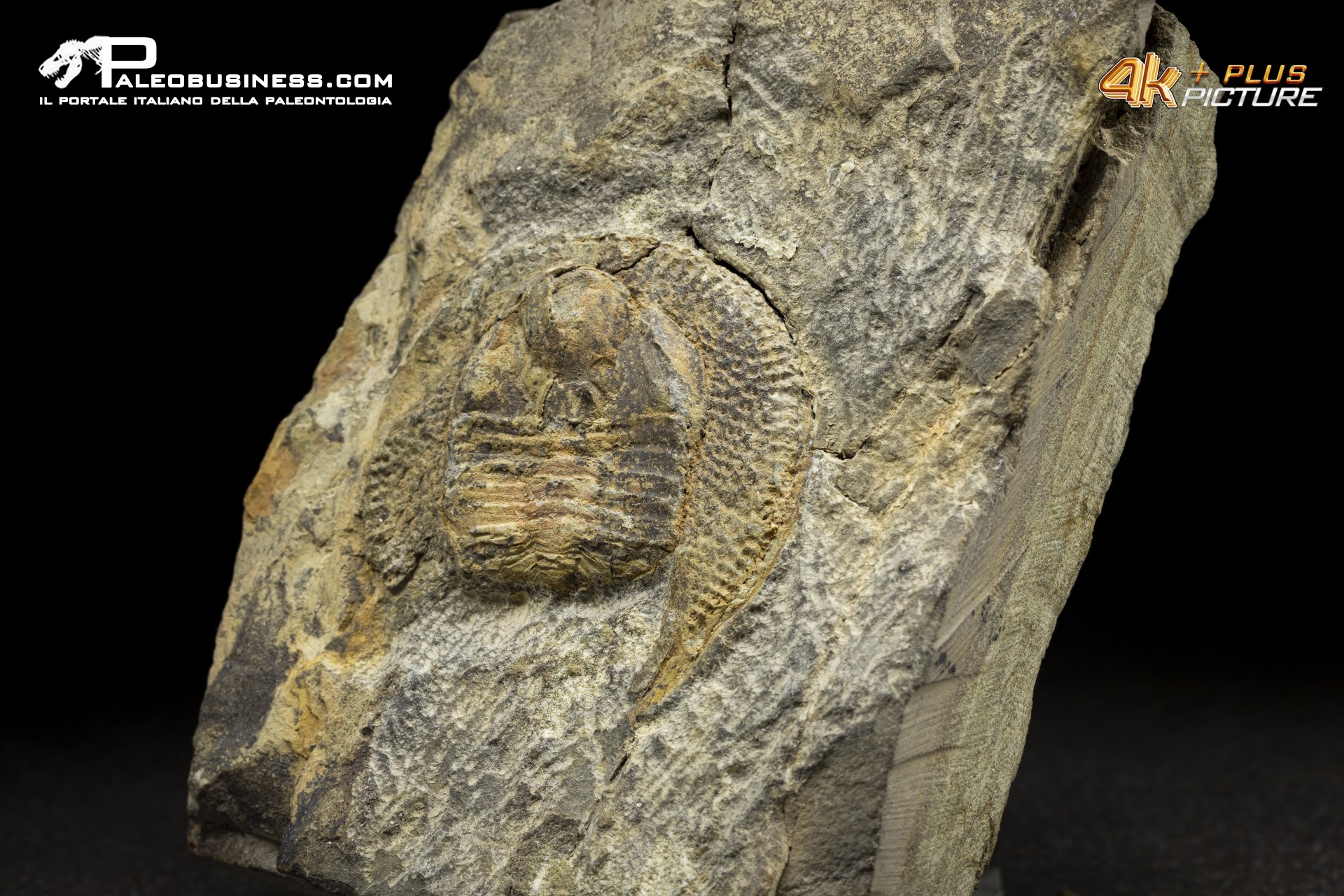 Trinucleus sp.