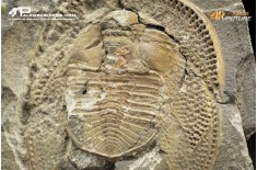 Declivolithus sp. – trilobite