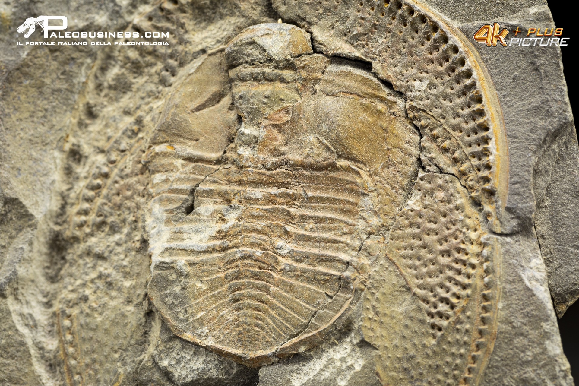 Declivolithus sp. – trilobite