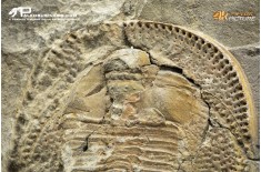 Declivolithus sp. – trilobite