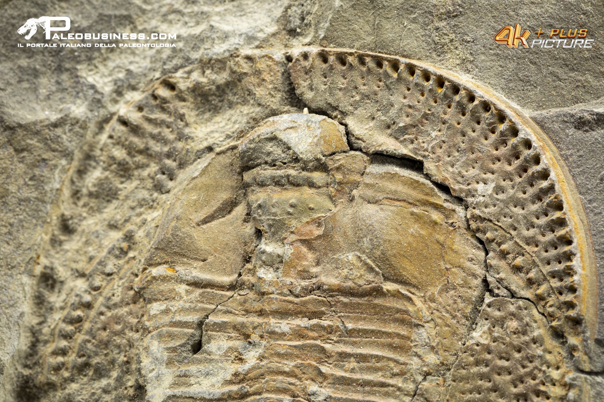 Declivolithus sp. – trilobite