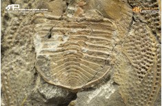 Declivolithus sp. – trilobite