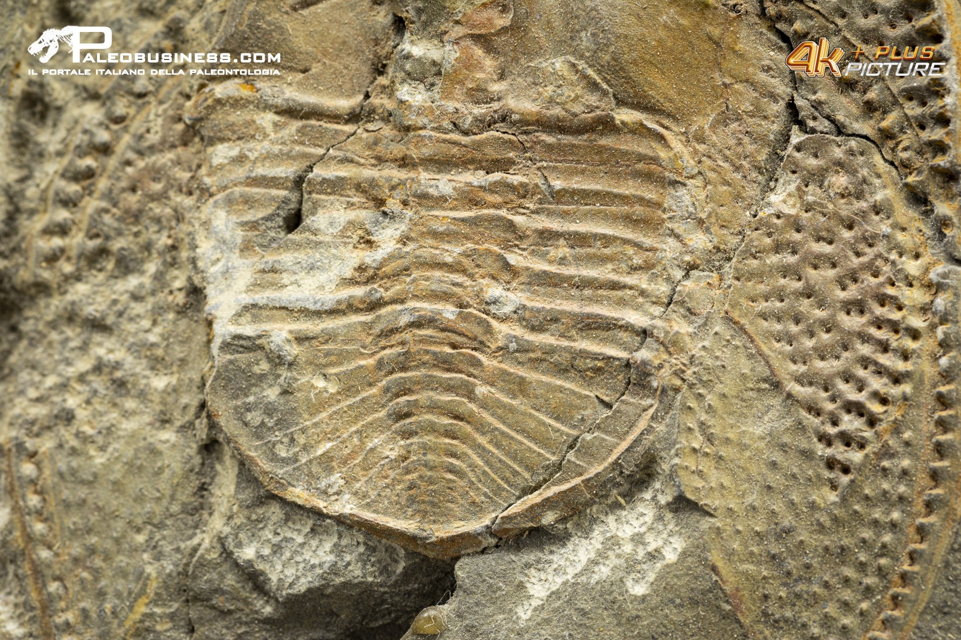 Declivolithus sp. – trilobite