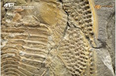 Declivolithus sp. – trilobite