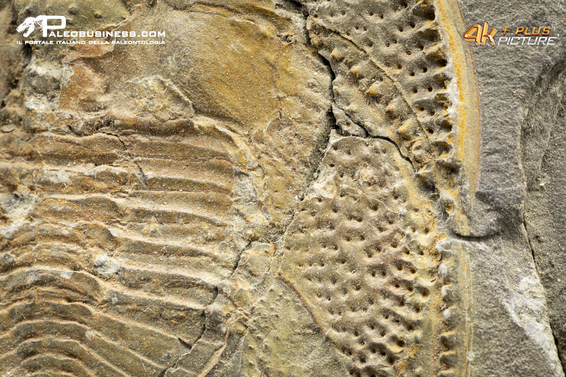 Declivolithus sp. – trilobite