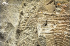 Declivolithus sp. – trilobite