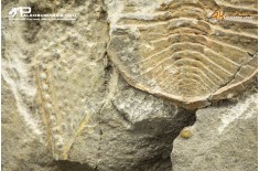 Declivolithus sp. – trilobite