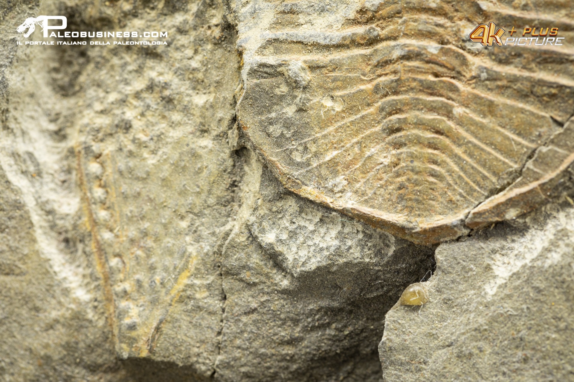 Declivolithus sp. – trilobite