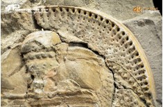 Declivolithus sp. – trilobite