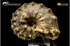 Ammonite Paramammites