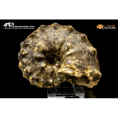 Ammonite Paramammites