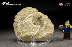 Trilobite Onnia sp.
