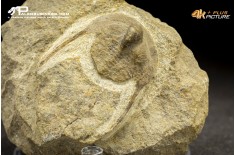 Trilobite Onnia sp.