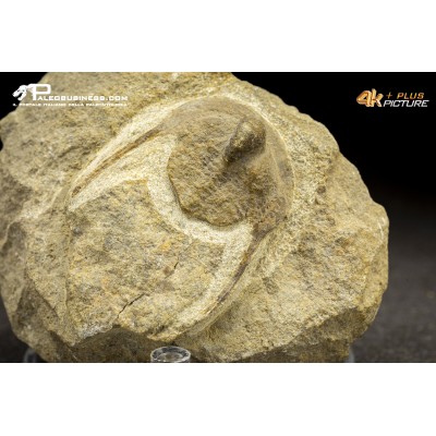 Trilobite Onnia sp.