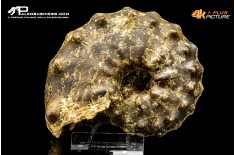 Ammonite Paramammites