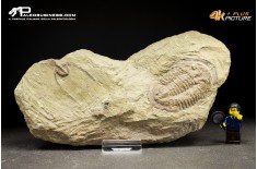 Ampyx sp. + Asaphus briareus