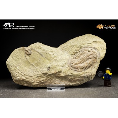 Ampyx sp. + Asaphus briareus