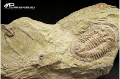 Ampyx sp. + Asaphus briareus