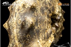 Ammonite Paramammites
