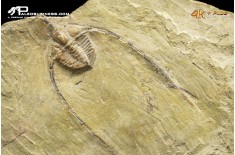 Ampyx sp. + Asaphus briareus