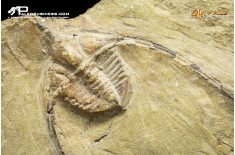 Ampyx sp. + Asaphus briareus