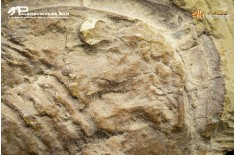 Ampyx sp. + Asaphus briareus