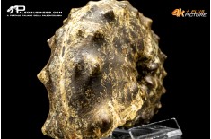 Ammonite Paramammites