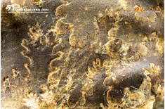 Ammonite Paramammites