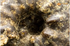 Ammonite Paramammites