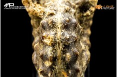 Ammonite Paramammites
