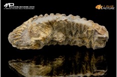 Rastellum carinatum