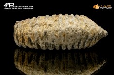 Rastellum carinatum
