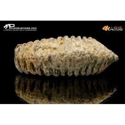 Rastellum carinatum