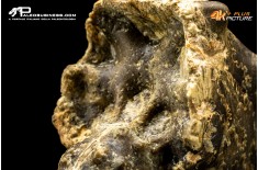 Ammonite Paramammites