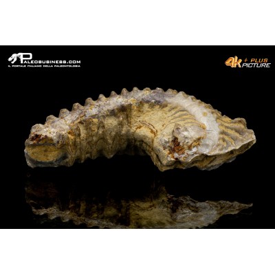 Rastellum carinatum