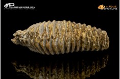 Rastellum carinatum