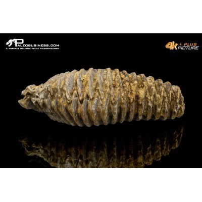 Rastellum carinatum
