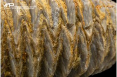 Rastellum carinatum