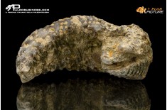 Rastellum carinatum