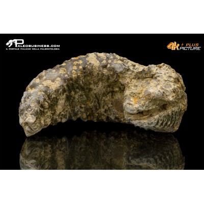 Rastellum carinatum