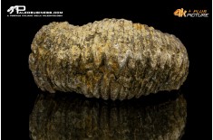 Rastellum carinatum