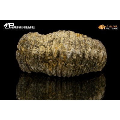 Rastellum carinatum