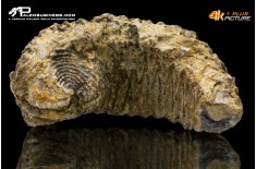 Rastellum carinatum