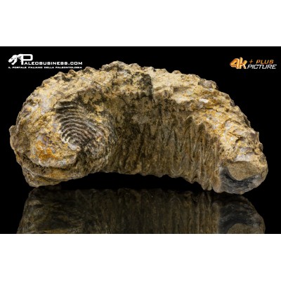 Rastellum carinatum